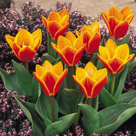 Collection Of Orange Tulips Mirror Garden Offers