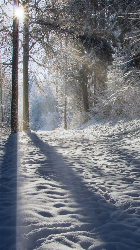 Forest Path With Frost And Pine Trees During Winter 4k Hd Nature