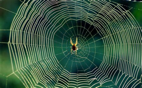¿por Qué Las Arañas No Se Pegan En Su Propia Telaraña Sabíases