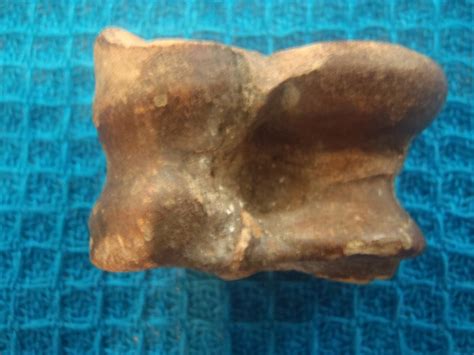 Deer Astragalus Likely Used In An Ancient Fire Bow Found In Some Old