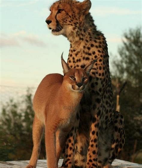 1000 Images About Amazing Animal Friendships On Pinterest