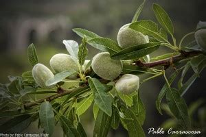 Interesting Facts About Almonds Just Fun Facts