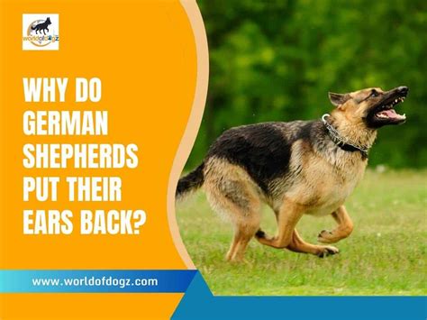 Why Do German Shepherds Put Their Ears Back Mood Signals World Of Dogz