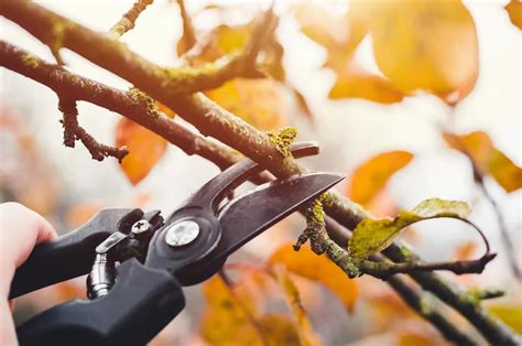 The Best Secateurs For Arthritic Hands In