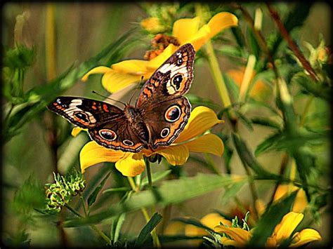 Common Buckeye Butterfly Photo By Photographer Patsy