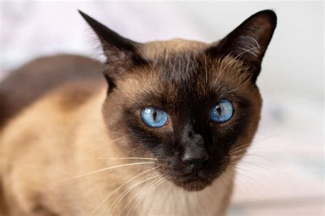10 Best Cat Breeds With Blue Eyes 2023
