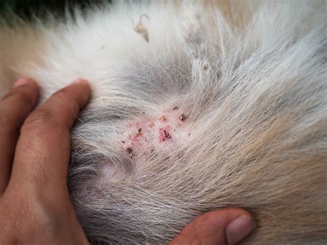 Closeup The Disease On Dog Skindermatitis In Dogskin Laminate And Dog Hair Fallen Around The