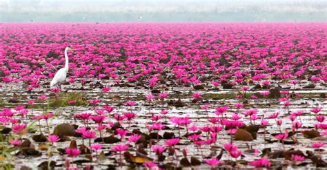 Red Lotus Lake Thailand Plugon