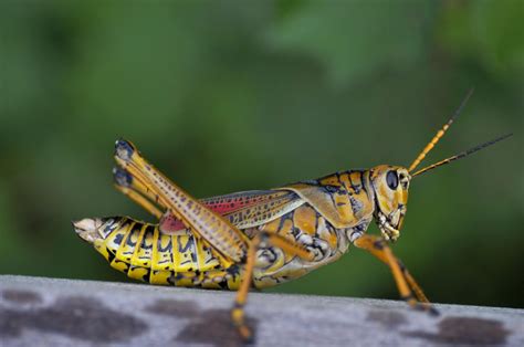 10 Fascinating Facts About Grasshoppers