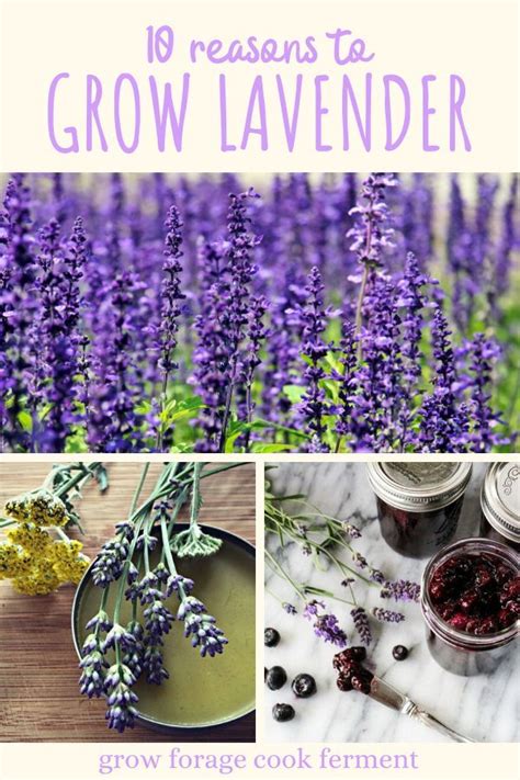 10 Reasons To Grow Lavender Growing Lavender Lavender Plant Fruit