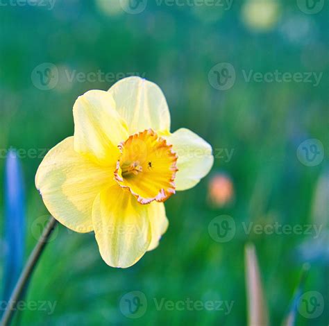 Easter Bell Daffodil On A Green Meadow Seasonal Flower With Yellow