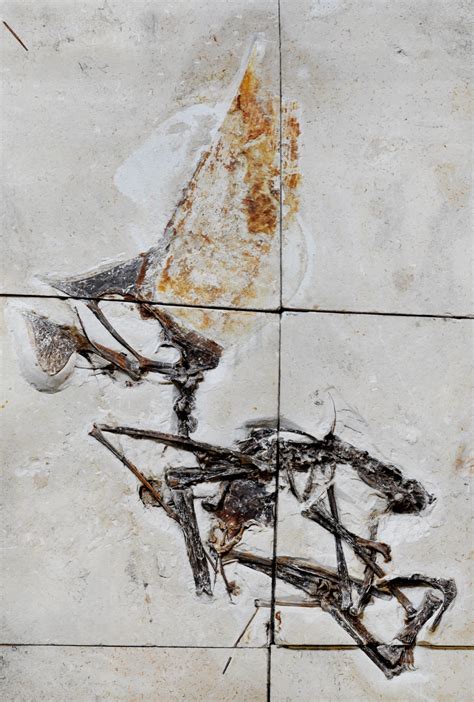 Exceptionally Well Preserved Pterosaur Fossil Found In Brazil Paleontology Sci