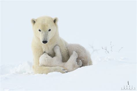 Polar Bear Ursus Maritimus Cub Mom Human Nursing Pose Wapusk