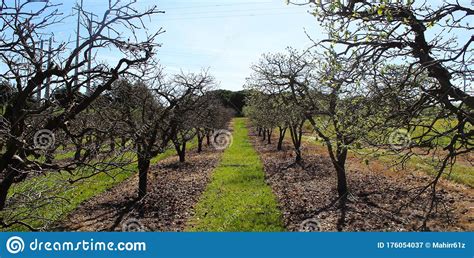 Picture Of Orchards Between Rows Stock Image Image Of Agriculture