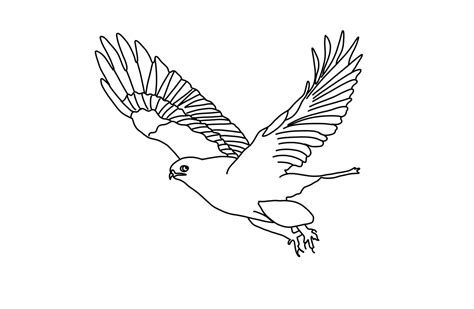 Flying Hawk Coloring Page Free Download