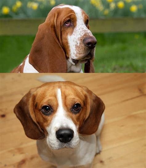 20 Difference Between Basset Hound And Beagle