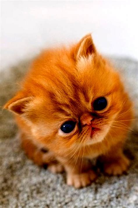 Cute Kitten Cute Cats Hq Pictures Of Cute Cats And Kittens Free