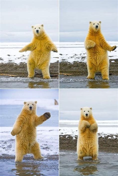 Polar Bear Meme Funny