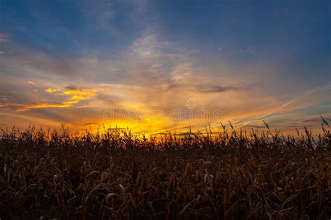 Corn Field At Sunset Stock Photo Image Of Evening Growth 62212408