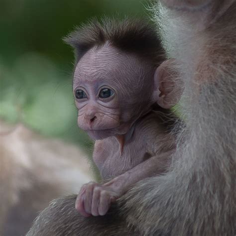 Curious Baby Monkey Cute Baby Monkey Baby Monkey Cute Monkey