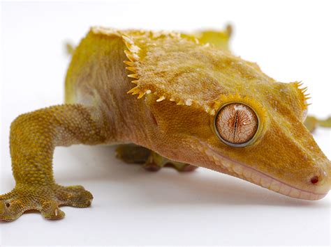 Crested Gecko Fun Facts Reptile Shows Of New England