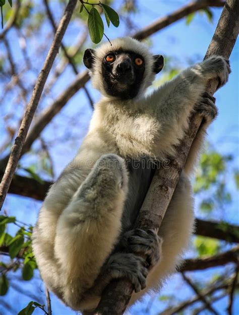 Sifaka Lemur, Tsingy De Bemaraha Strict Nature Reserve, Melaky, Bekopaka, Madagascar Stock Photo ...
