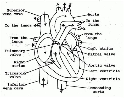 Printable Heart Diagram