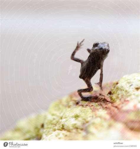 Frobotu Animal Frog Paw 1 A Royalty Free Stock Photo From Photocase