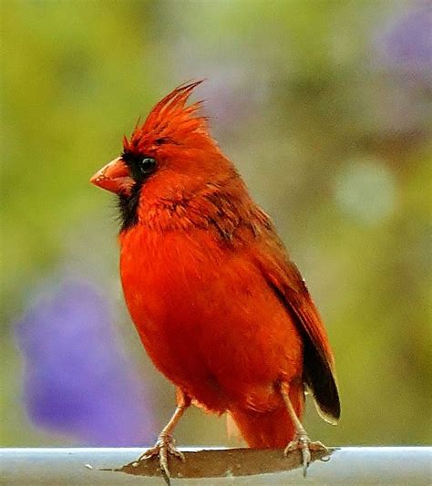 Male Cardinal In A Spring Rain Cardinal Birds Beautiful Birds