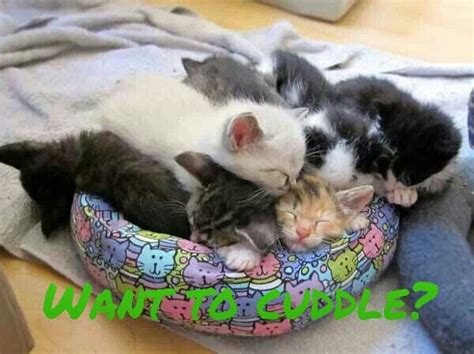 Cat Meme Cuddle Super Cute Animals Cute Funny Animals Cute Cats