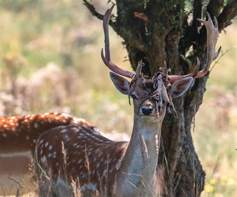 Deer Shedding Velvet Looks Painful But Its All Part Of Antler Life