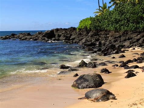 Laniakea Beach Hawaii Travel Guide