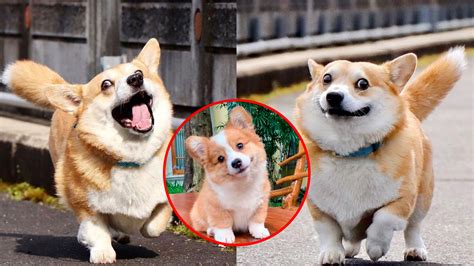 Top 20 Cutest Corgi Mixes That Will Make Your Heart Melt Endless Awesome
