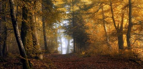 Nature Landscape Sunrise Mist Forest Fall Yellow Leaves Path