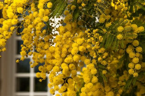 Le specie elencate nel catalogo vegetazione spontanea con fiore giallo. Fiori Gialli: 5 varietà semplici da coltivare, per un ...
