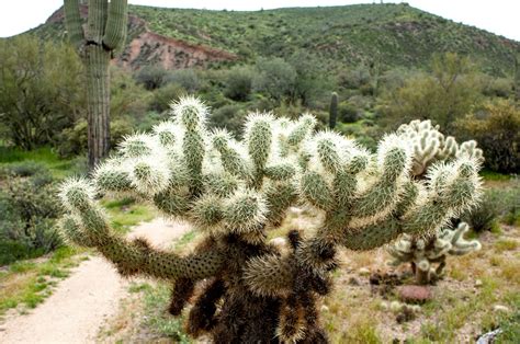 Arizona Cactus Cholla Desert Saguaro Cactus Arizona Cactus Saguaro