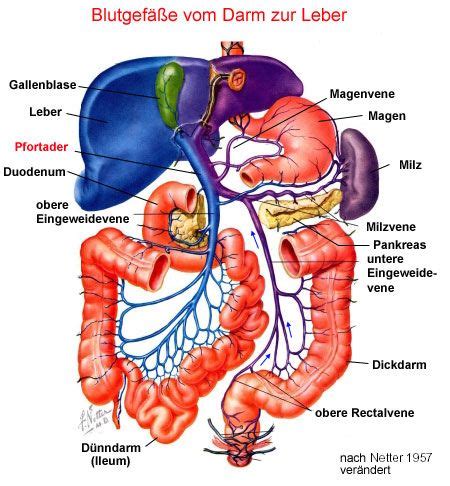 Das menschliche lymphsystem schauen sie sich diese coole ursprünglichen anatomischen diagramm von 1908 zeigt eine nahaufnahme des menschlichen lymphatischen systems. Medizin bilder, Anatomie, Physiologie