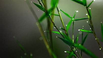 Bamboo Desktop Drops Water Nature Wallpapers Buds