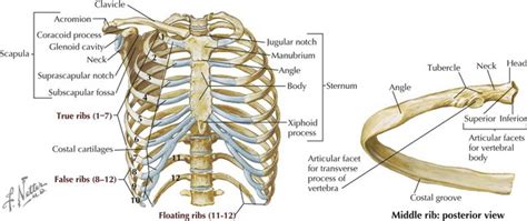 The thoracic cage (rib cage) forms the thorax (chest) portion of the body. Thorax | Basicmedical Key