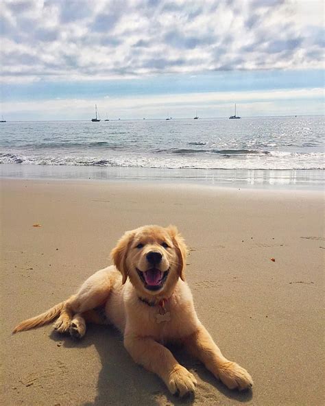 Peyton Fansler On Instagram Pass The Spf Ma Cute Dogs Golden