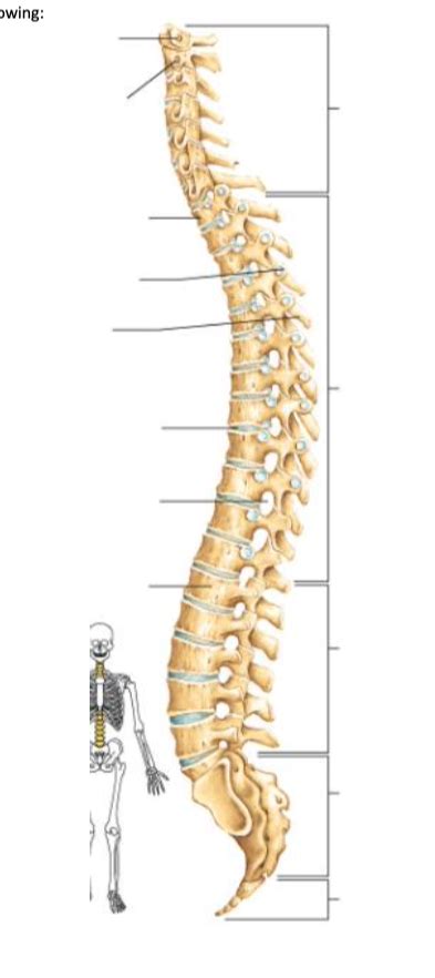 Vertebral Column Diagram Diagram Quizlet