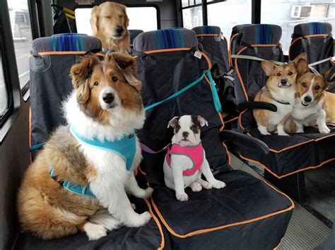 Can U Take Dogs On Buses