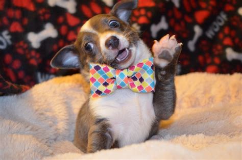 Literally Just 22 Pictures Of Puppies In Bow Ties The Dog People By