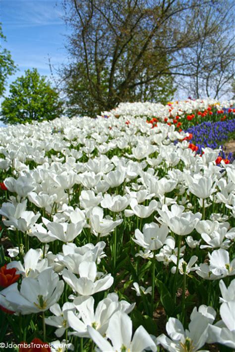 Welcome Spring At The Morges Tulip Festival Luxe Adventure Traveler