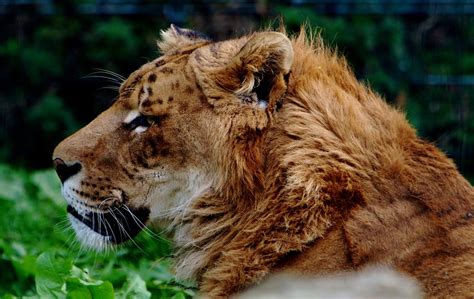 Liger Mane Portrait Of A Really Exotic Cat A Liger A Cro Flickr