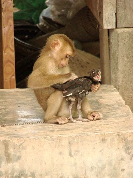 How to get a pet monkey. The Truth About Monkeys as Pets - Conservation Articles ...