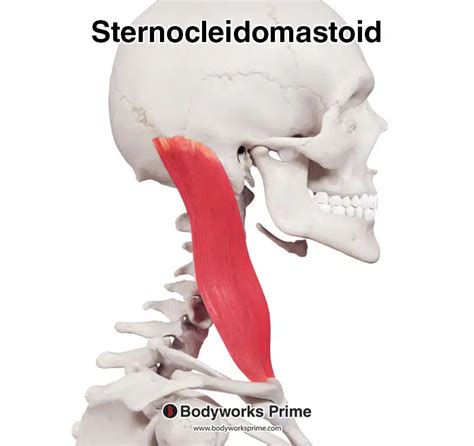 Sternocleidomastoid Muscle Anatomy Bodyworks Prime