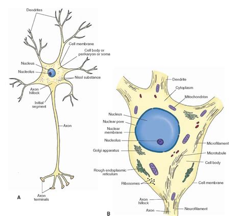 DIAGRAM Diagram Of Nerve Cell Organelles MYDIAGRAM ONLINE