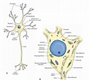 Histology of the Nervous System (The Neuron) Part 1