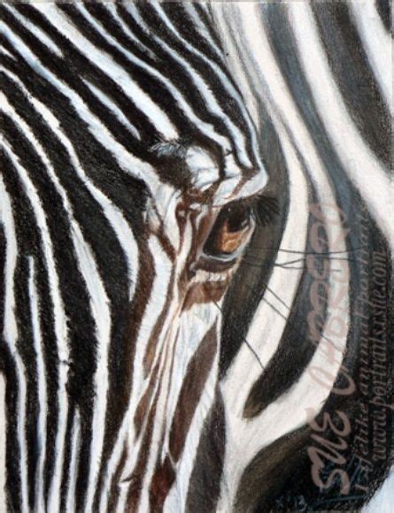 Zebras Eye Arte